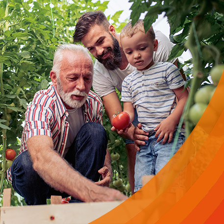 grandfather bending down without back pain gardening in a vegetable patch with child